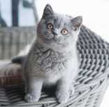 Fêmea  British  Shorthair azul com LOP