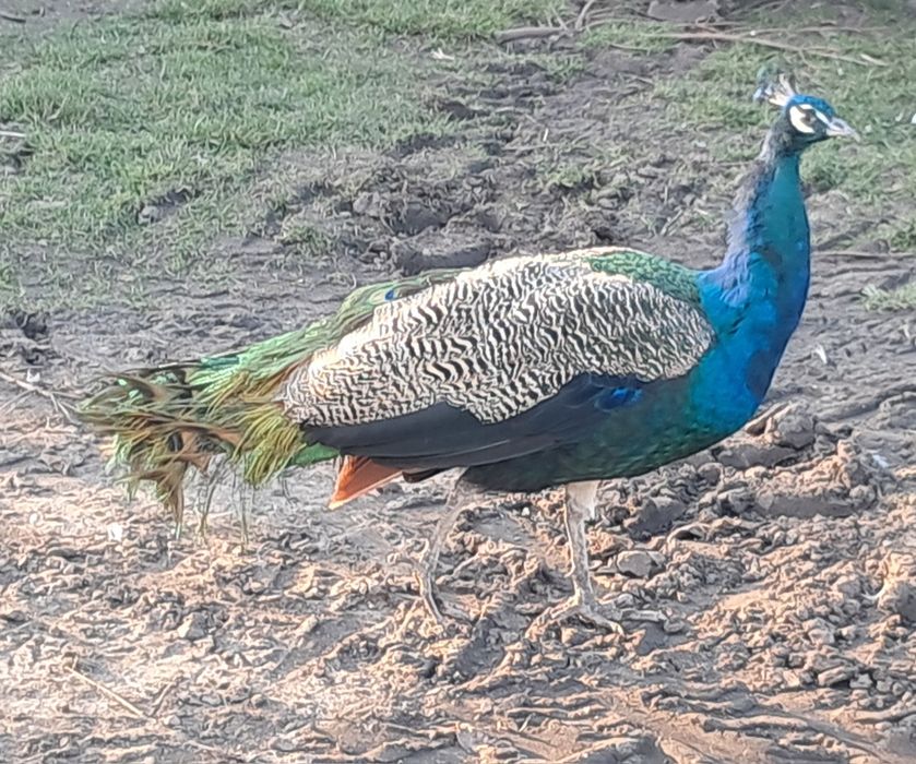 Sprzedam pawia i młodego