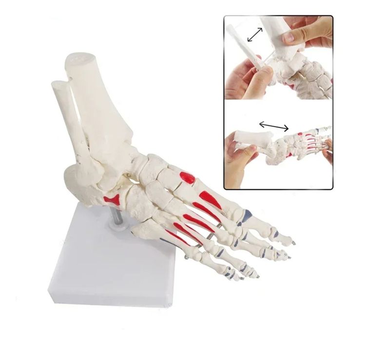 Modelo anatomico pé e tornozelo