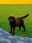 Labrador retriever reproduktor, inseminacja,krycie