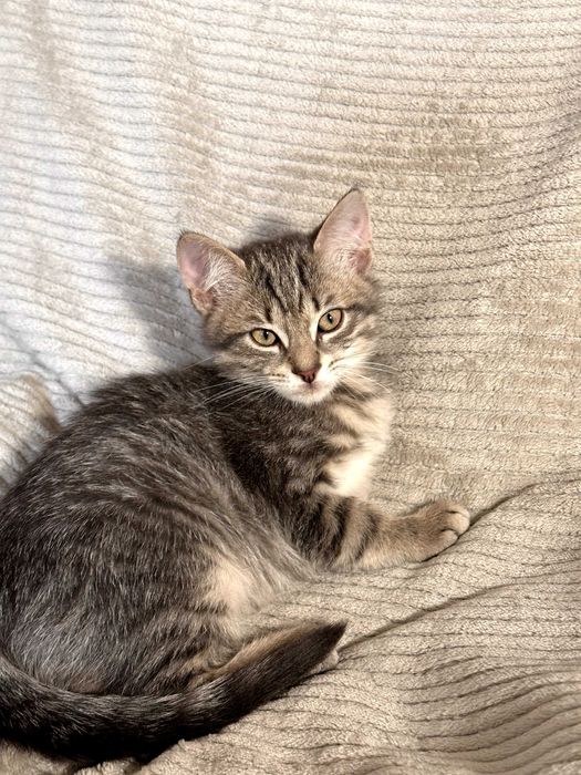 Шість кошенят усім по 2 місяці (котенок)