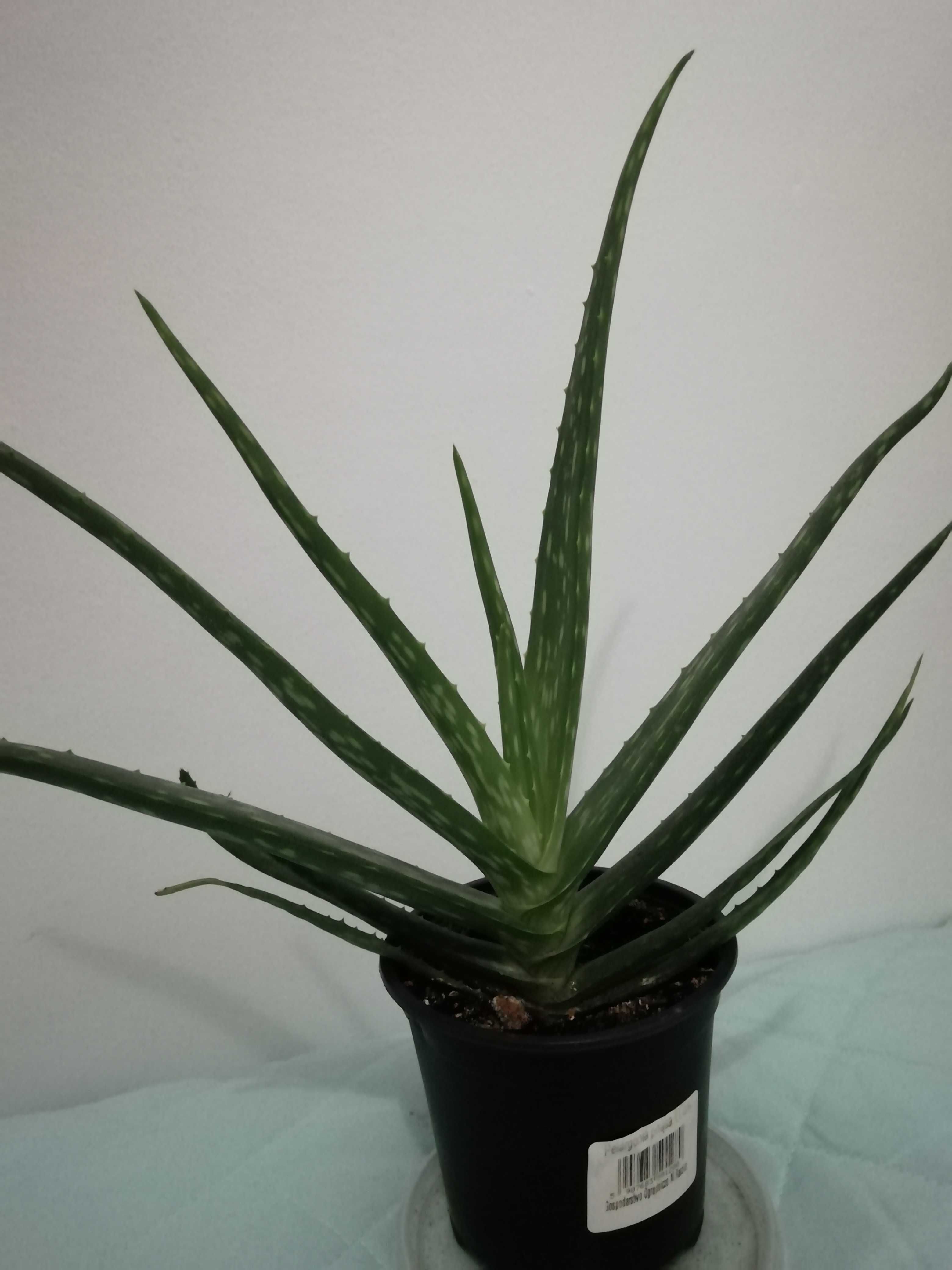 Aloes  aloe vera var.Chinensis