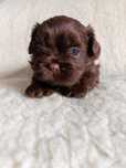 OKAZJA! Czekoladowy piesek Shih Tzu szuka domu (RODOWÓD/SZCZEPIENIA)