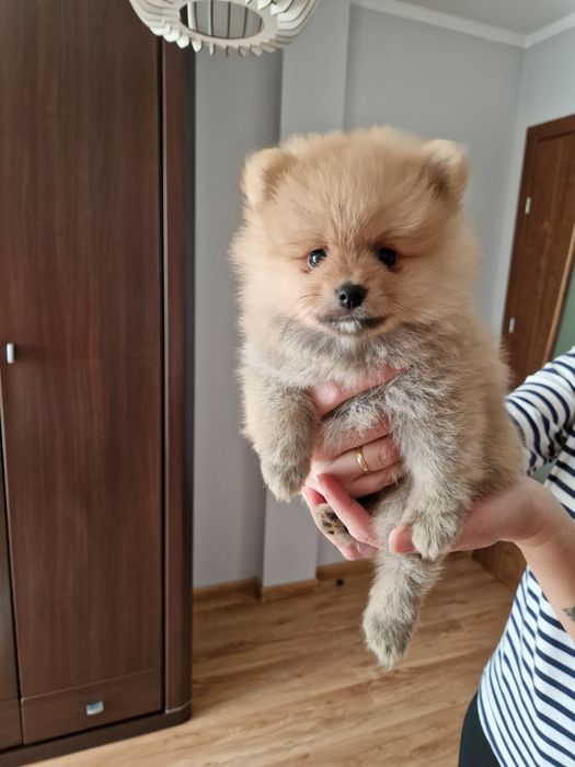 PUCHATY Szpic Miniaturowy