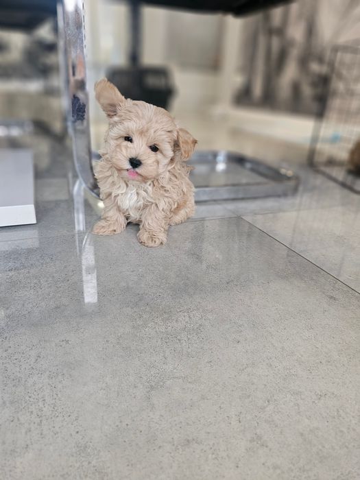 Obejrzyj Filmik Cudny Chłopczyk Maltipoo