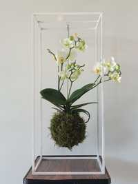 Орхидея. Реанимация орхидей, пересадка