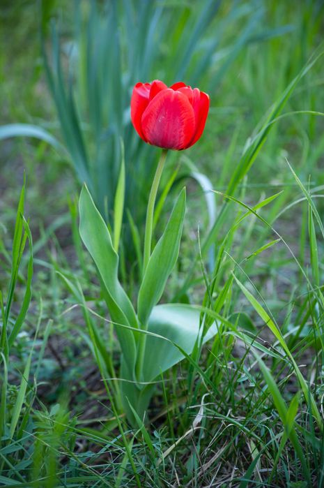 Продам Nikon AF Nikkor 70-210mm 1:4-5.6D MKII