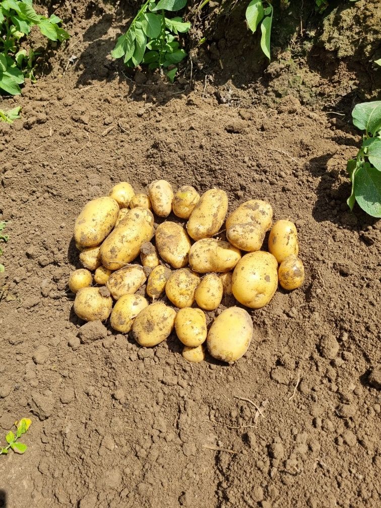 Ziemniaki młode, odmiana denar