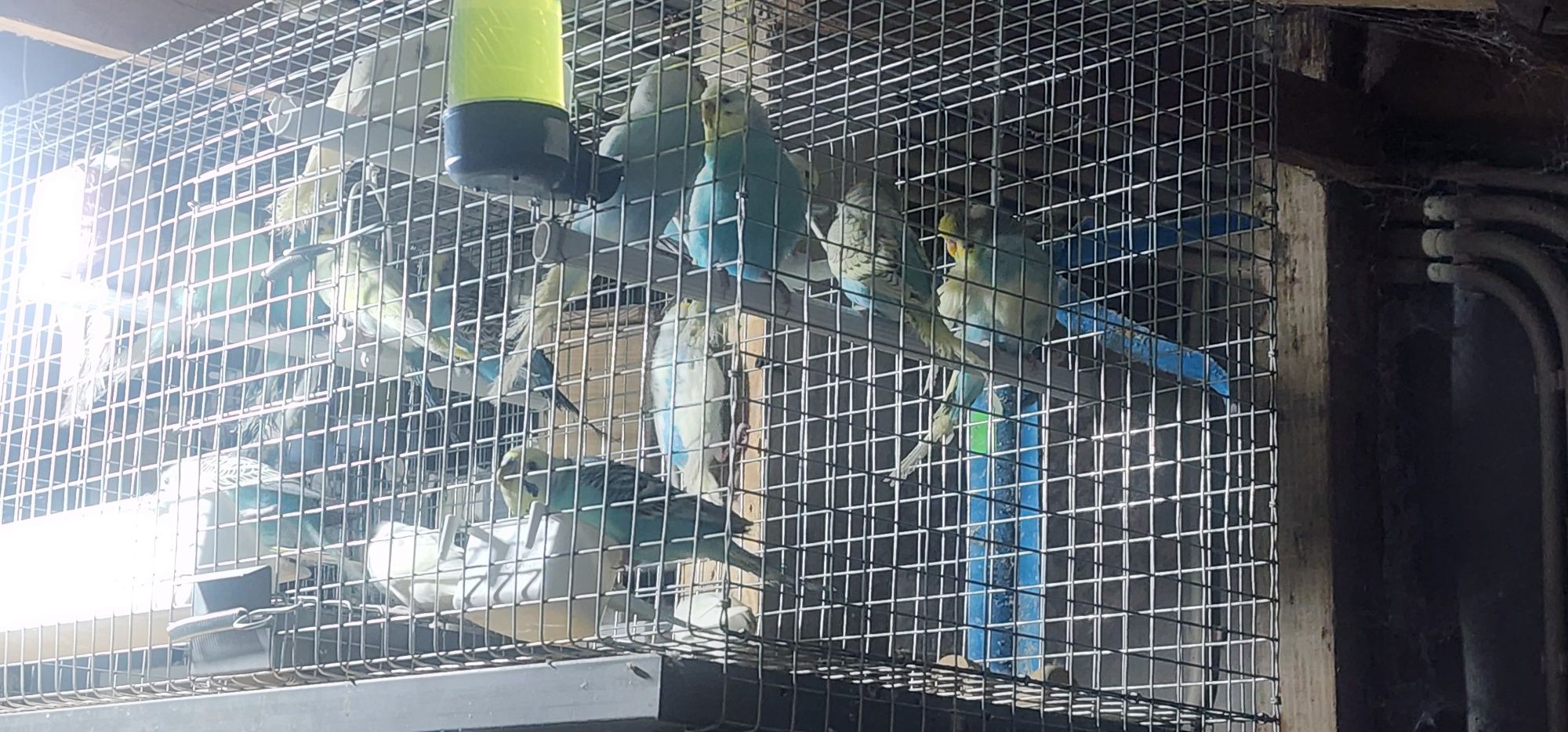 Aves ,piriquitos australianos