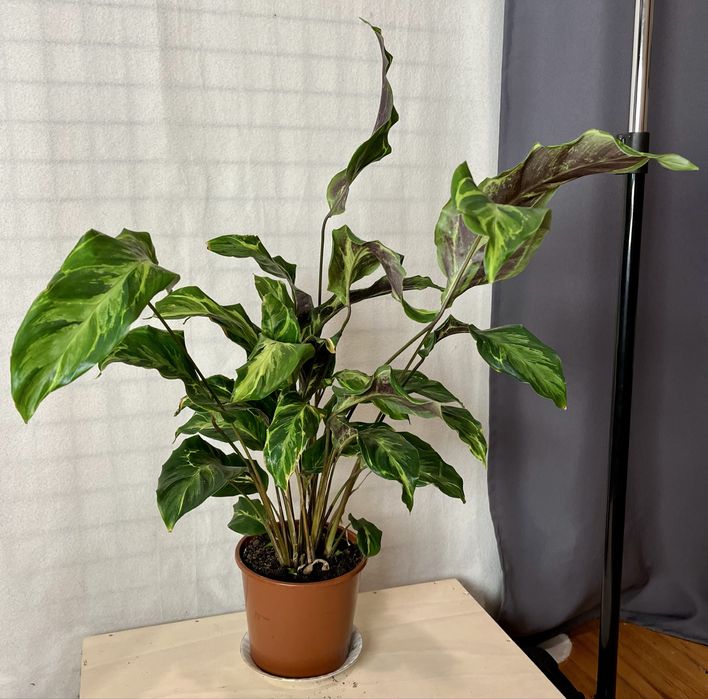 Calathea 'Confusion Electric Shock' wysokość 75 cm