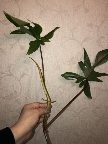 Philodendron/пеллиония