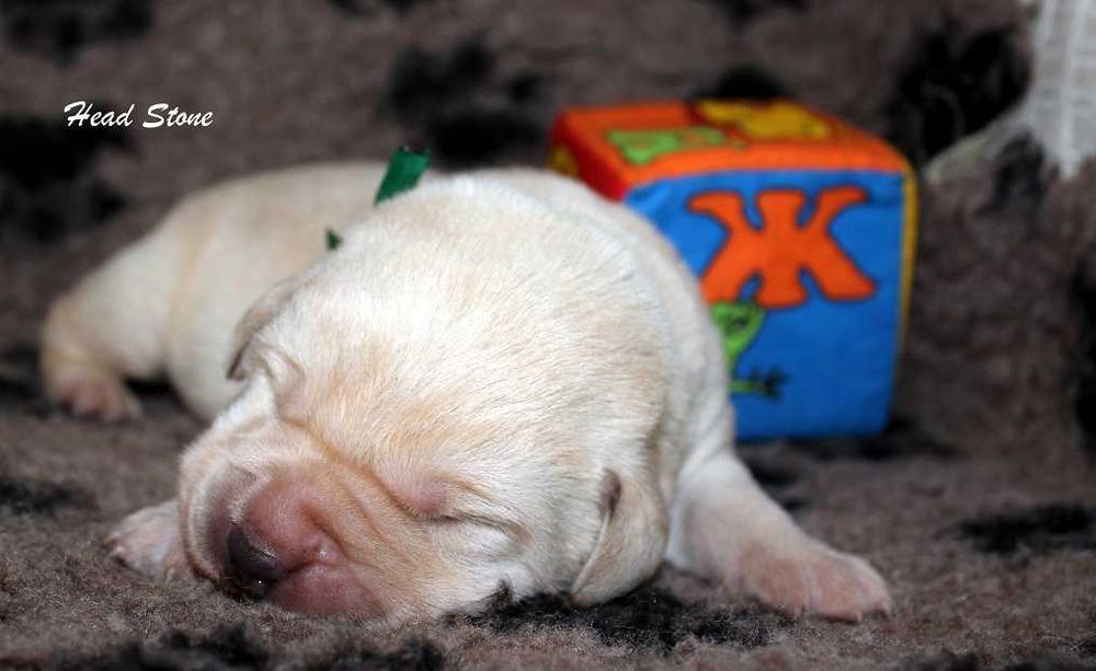 Лабрадор ретривер