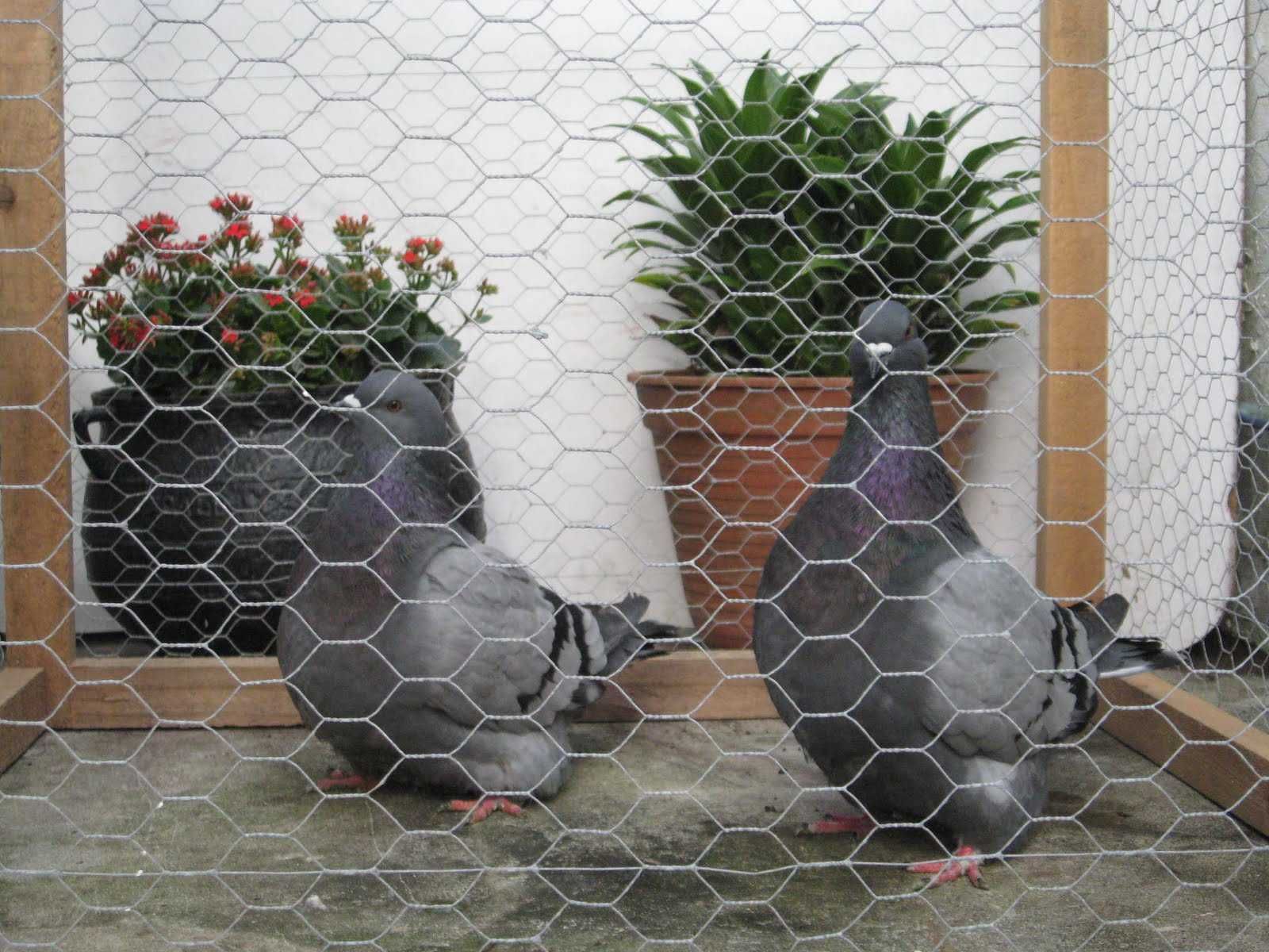pombos mundanos de varias cores