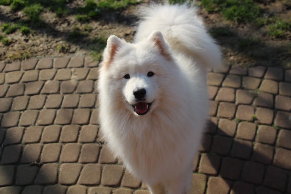 Samoyed FCI listopad/grudzień