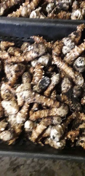 Топинамбур. Земляная груша.