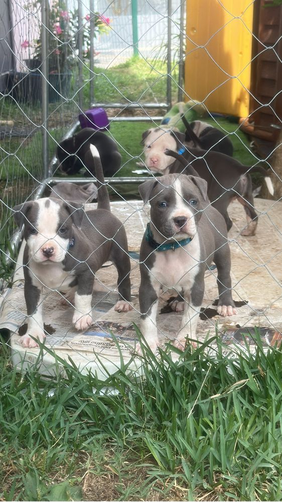 America Staffordshire Bull Terrier
