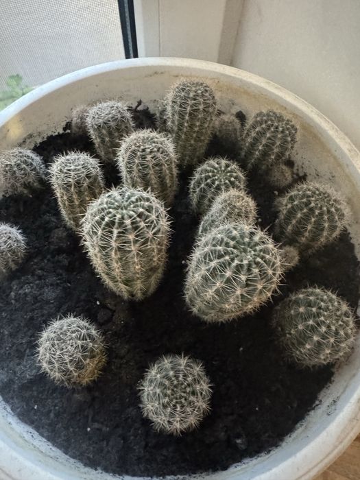 Кактус квітучий кактус цветущий