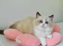 Kocurek Seal Bicolour Kot Ragdoll Fife/Fpl