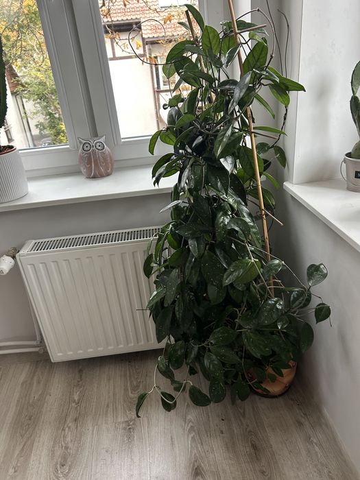 Hoja Hoya Rózowa kwiat doniczkowy