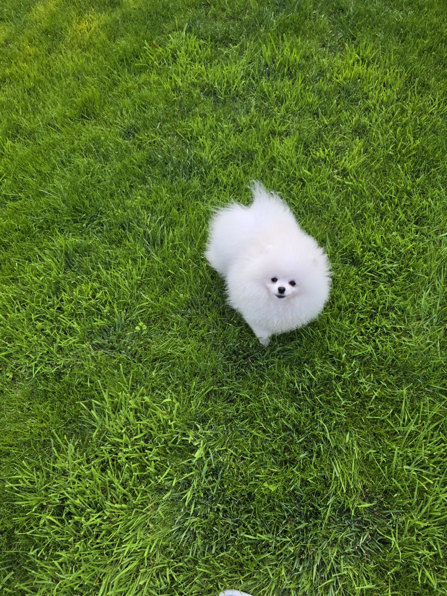 Pomeranian bialy mis boo przepiekny  FCI