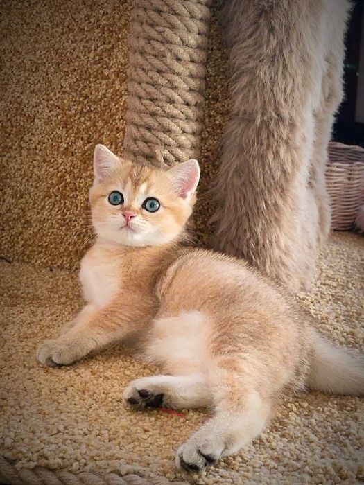 Золота шиншила. Британське кошеня