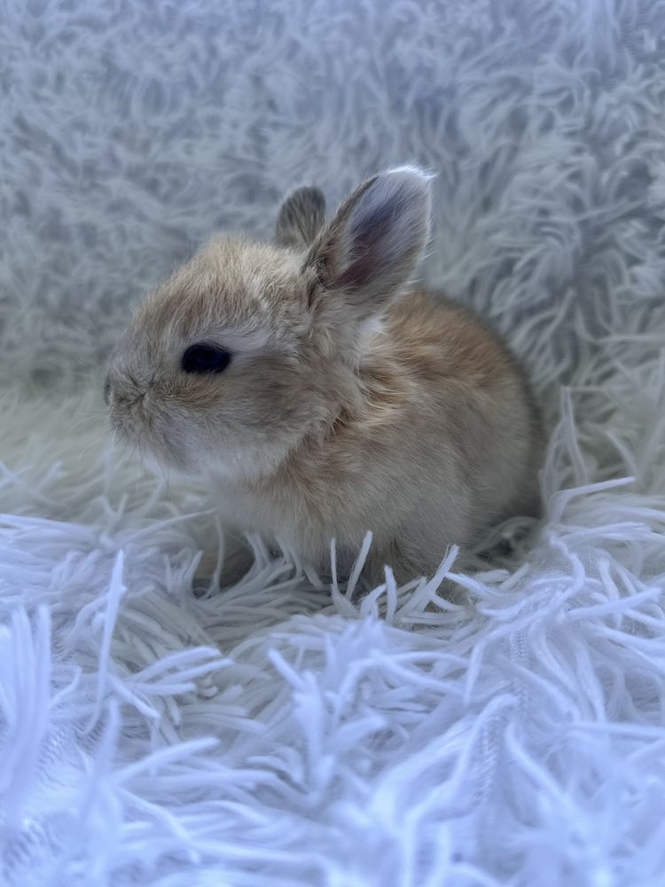 Króliczek Angora Angielska York