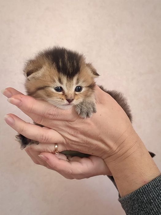 Шотландський котик. Кошеня шиншила. Золоте кошеня