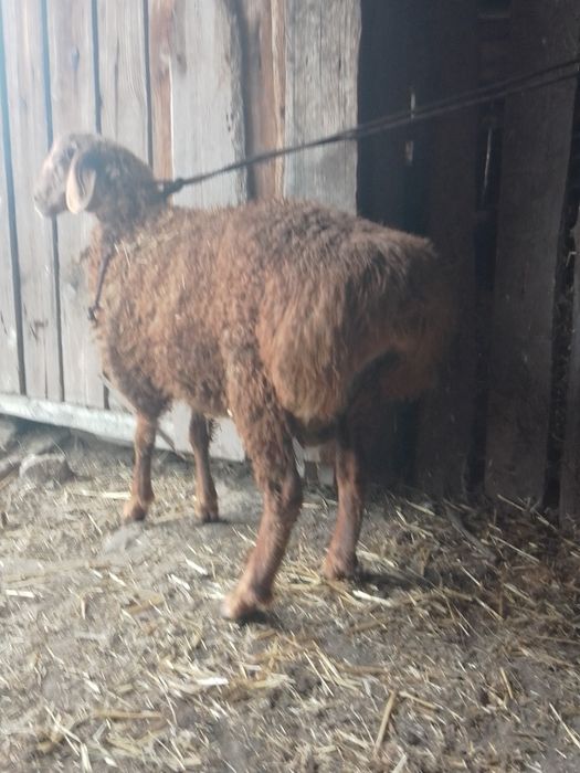 Продаж або обмін.