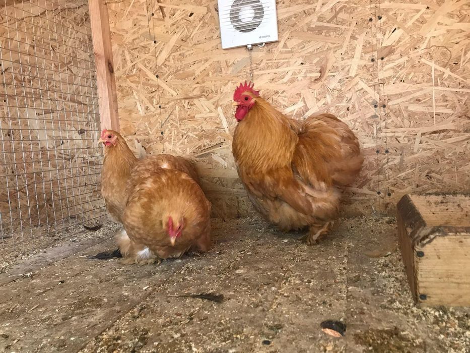 Продам яйце ікубаційне кох міні