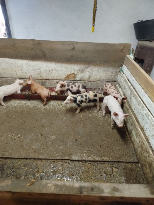 Продаються поросята