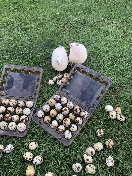 Перепілки,інкубаційне-харчове яйце породи англійська біла,фараон,фенік