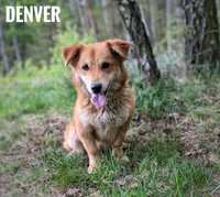 Corgi mix, 1,5 roczny, 10 kg Denver adopcja