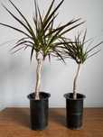 Roślina Dracena Dracena 40cm w dolniczce