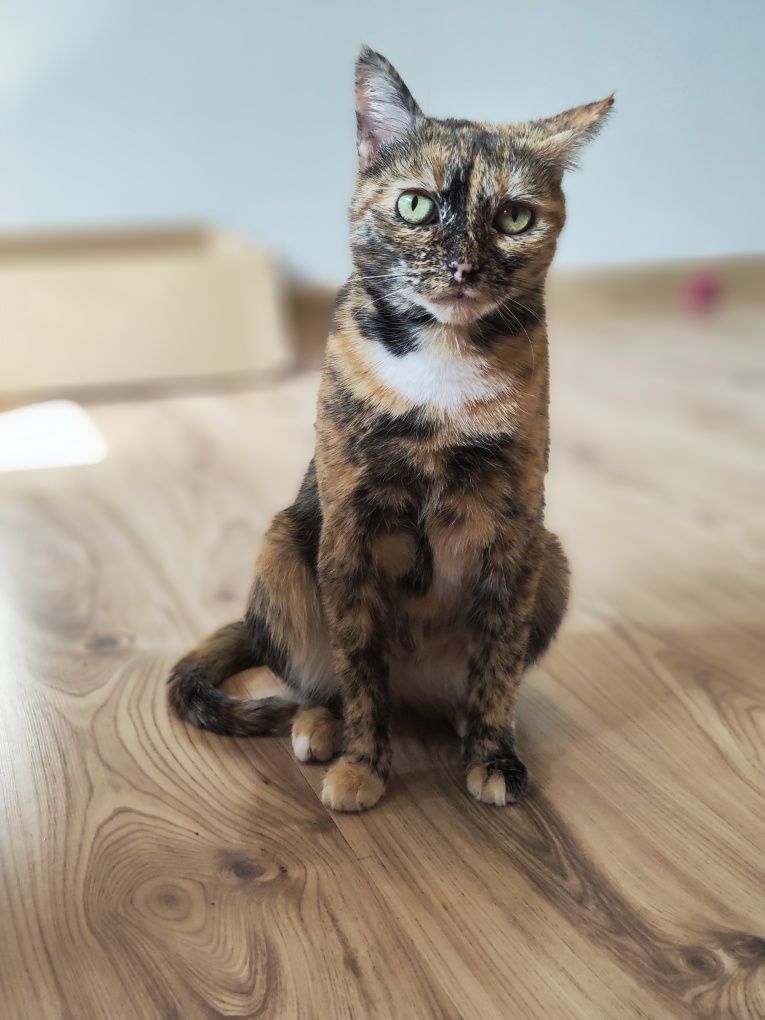 Piękna, grzeczna, urocza kotka w domu tymczasowym czeka na adopcje