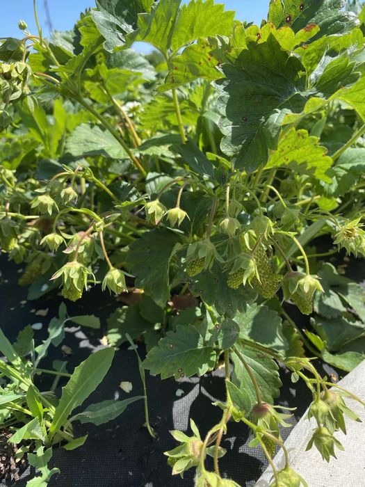 Саженцы земклубники Купчиха