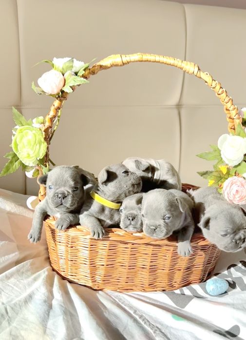 Французький бульдог