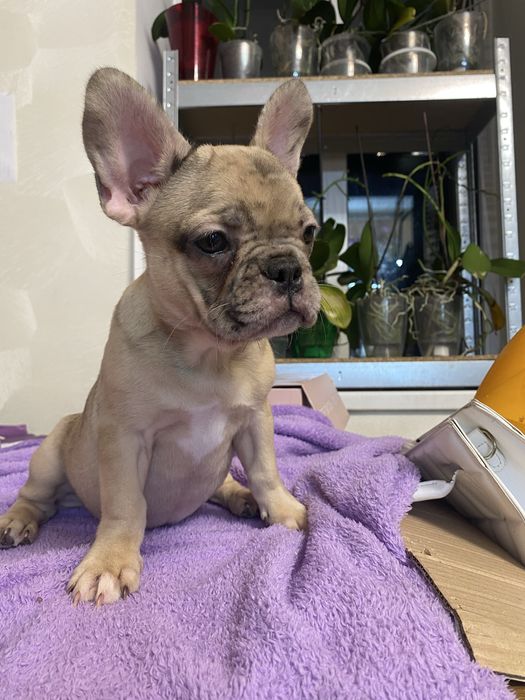 Дівчинка французький бульдог