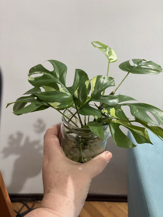 Monstera minima variegata 4 sadzonki ukorzenione