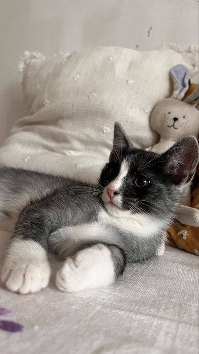 Неймовірні кошенята 3міс хлопці