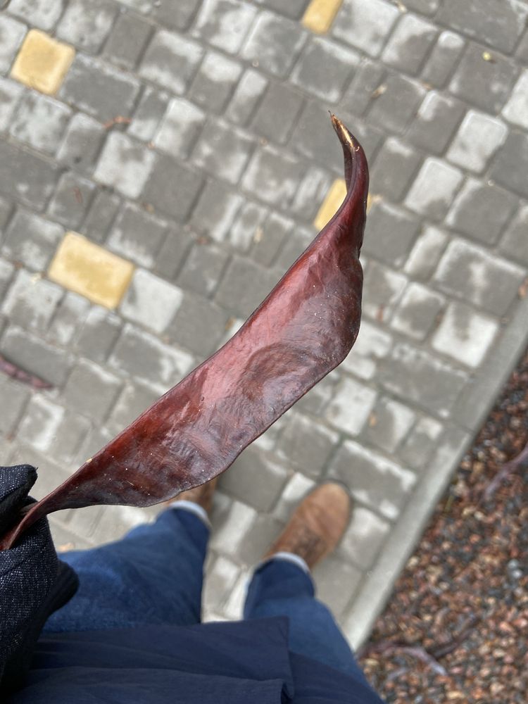 Челсі Blundstone 1440 Redwood 9/10 AU/US, 43-44-45 (28см) – Стан Нових