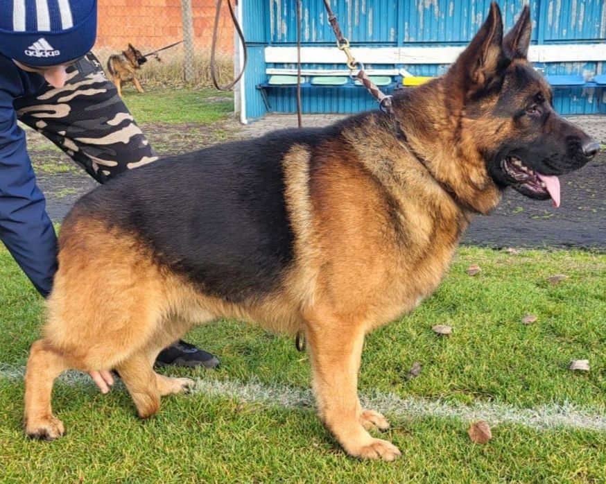 Owczarek niemiecki pies fci