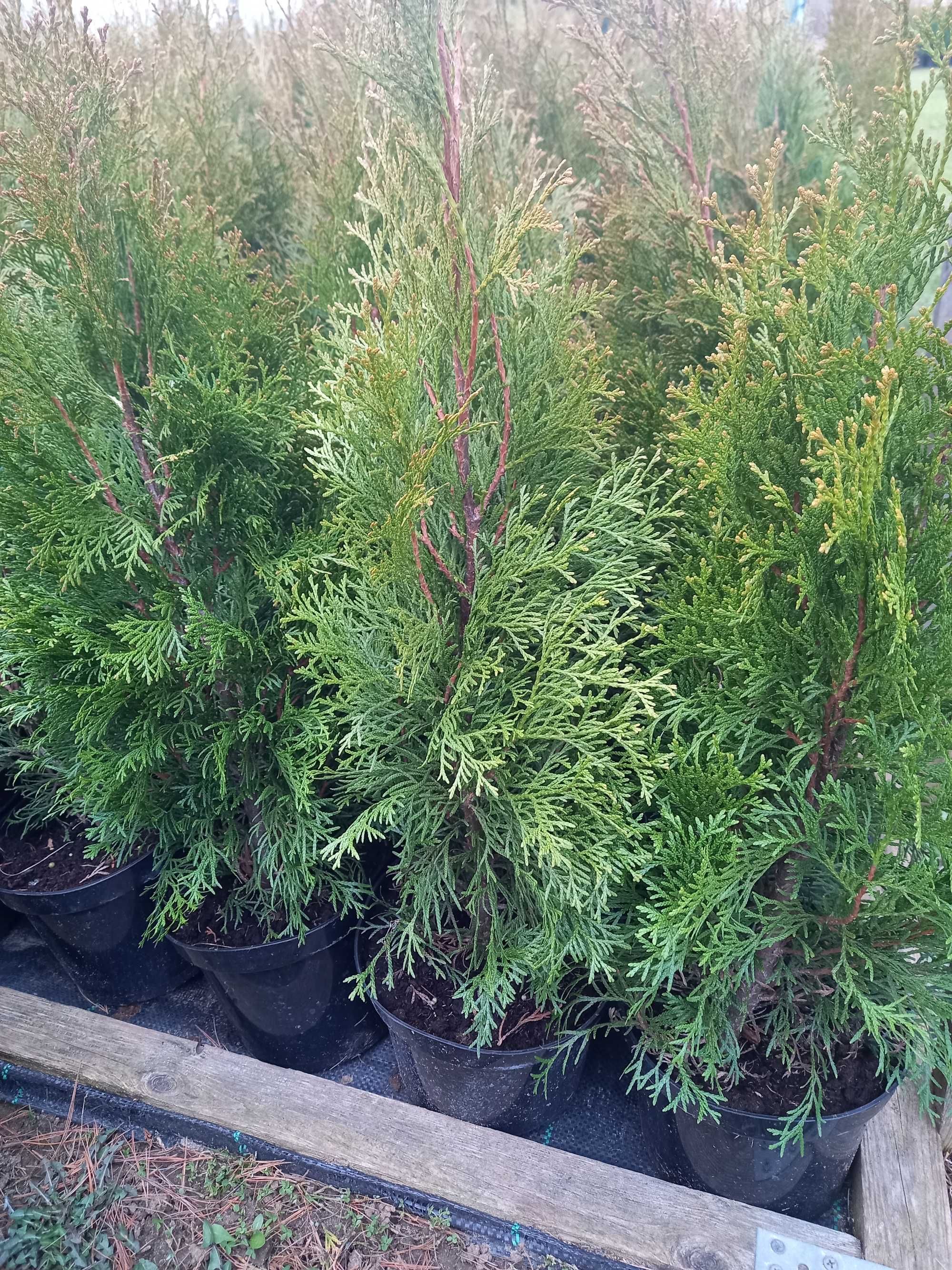Tuje szmaragd 80cm, doniczka 3Litry