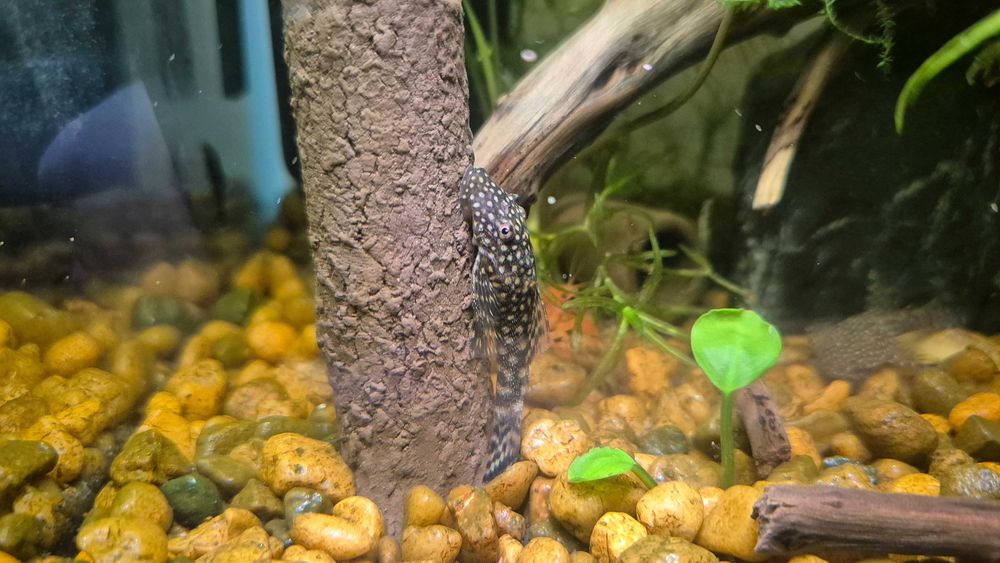 sprzedam glonojady (zbrojnik plamisty) 3 pln / sztuka