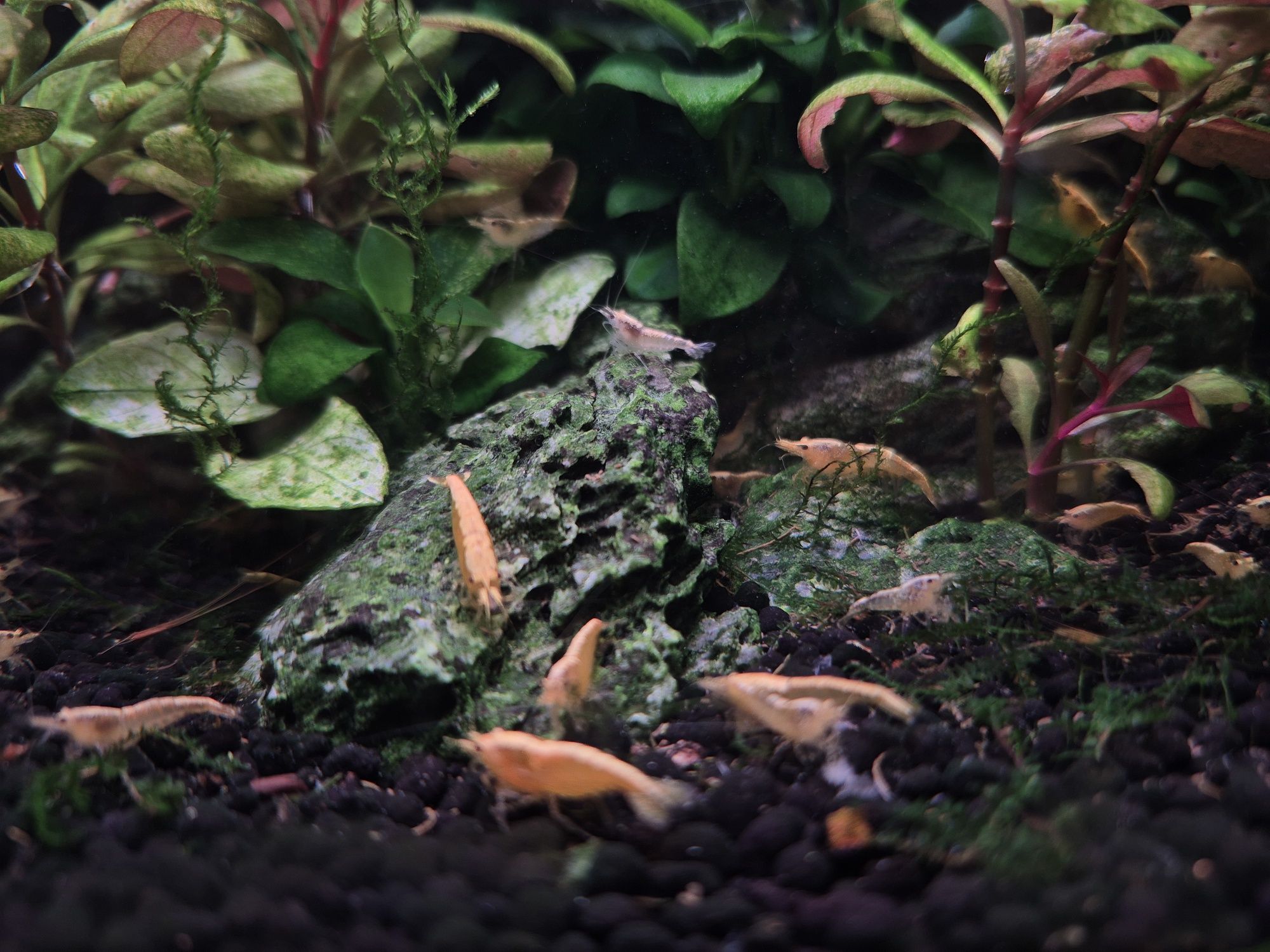 Camarões Neocaridina Yellow