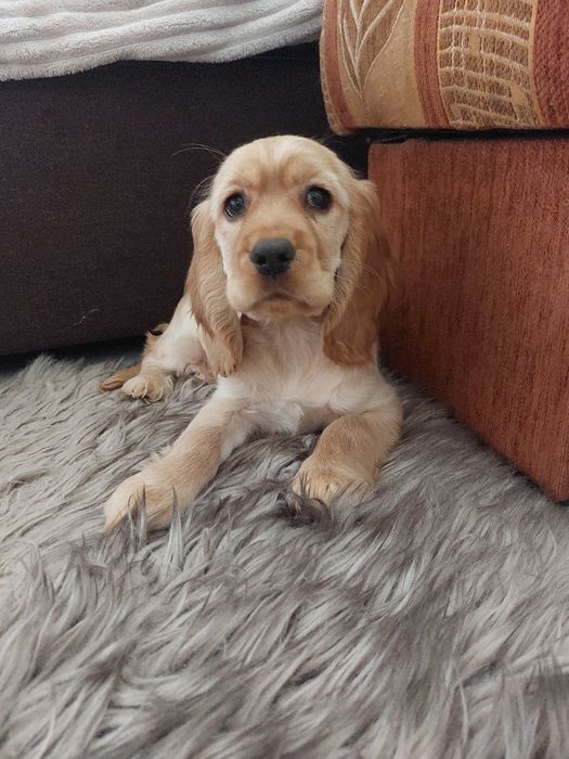 Cocker Spaniel Angielski suczka