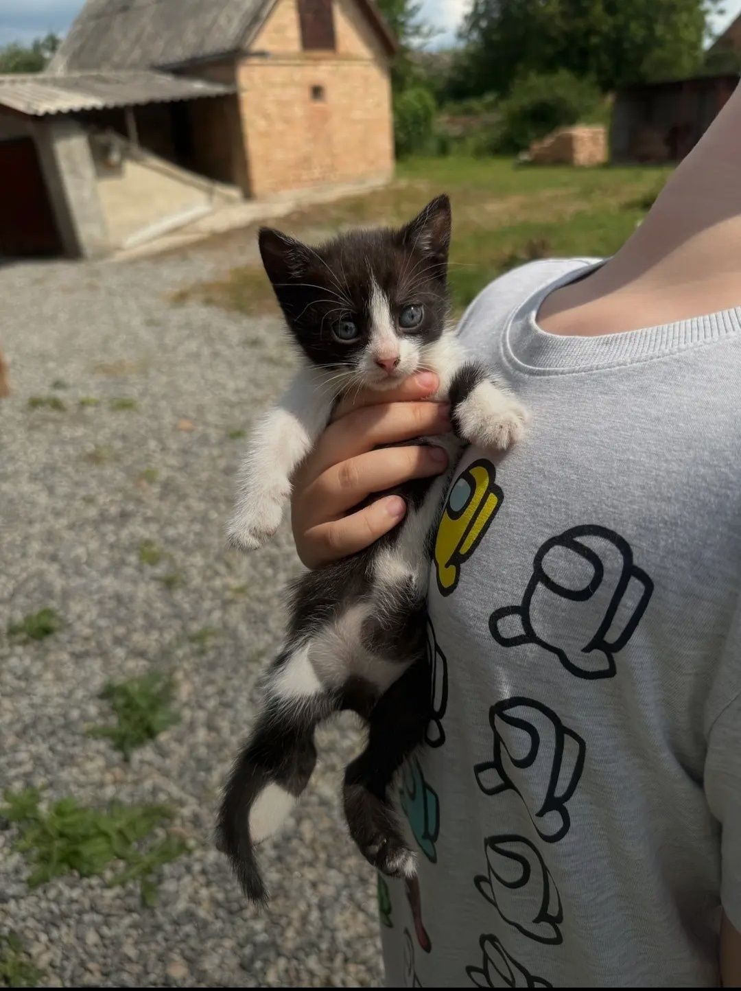 Кошенята 1 місяць в люблячі ручки