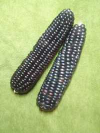 Насіння чорної кукурудзи сорту "Чорний ацтек"