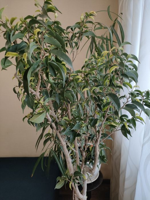 Фікус Наташа висота 90см.