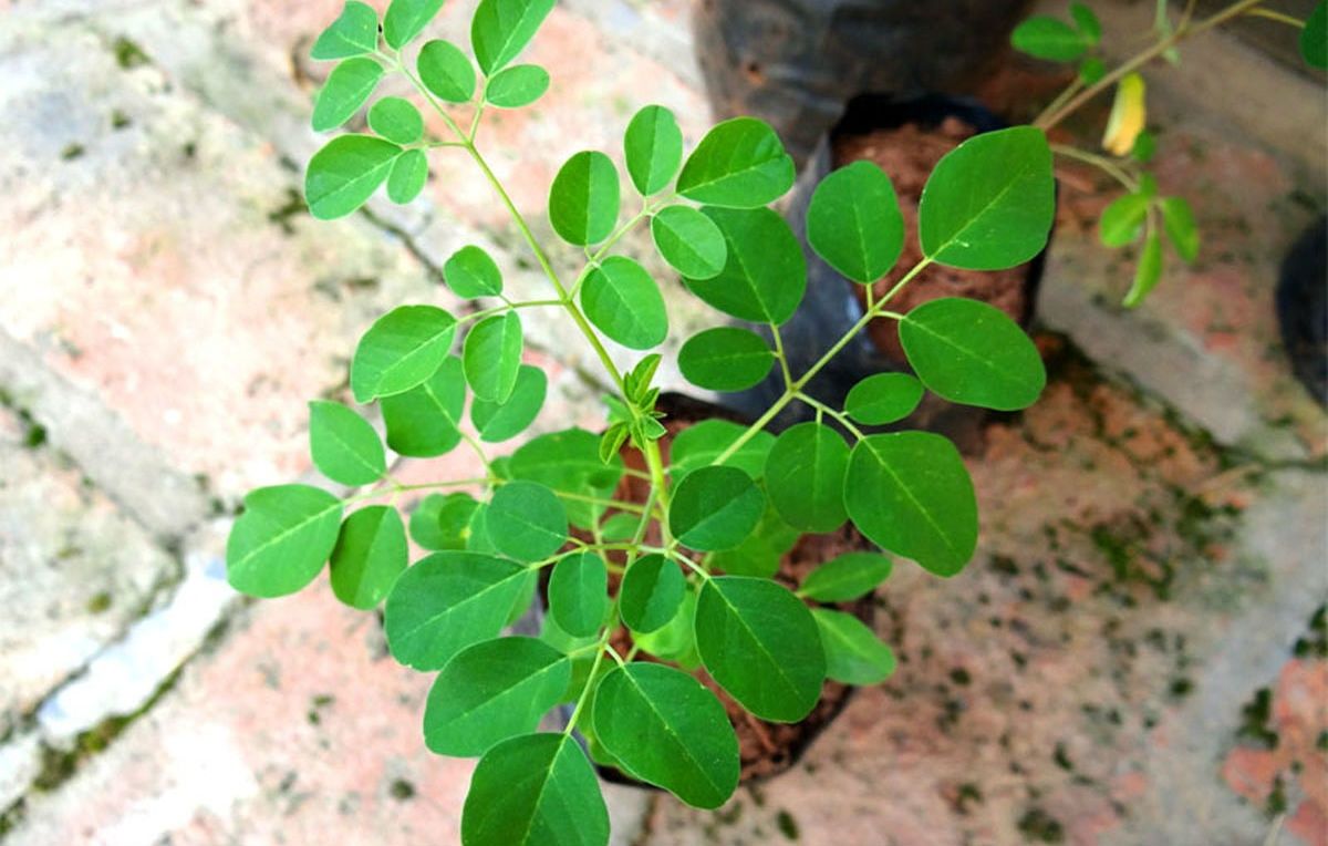 Plantas de Moringa