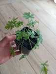 Anginka Geranium ukorzeniona w doniczce